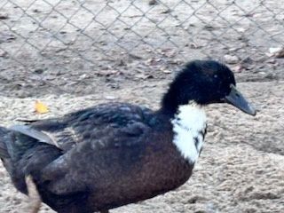 Kaczki Staropolskie tegoroczne