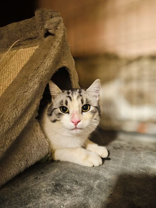 Payrolek porzucony przez człowieka