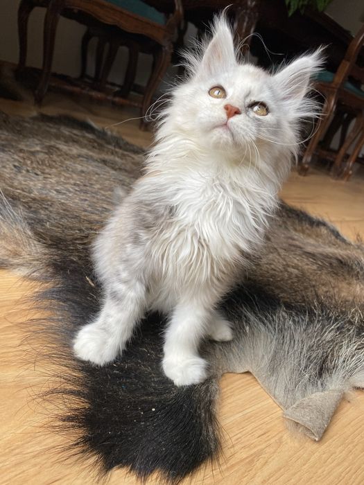 Maine coon kotka wysokie srebro gs09 możliwość do hodowli