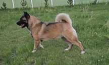 Akita amerykańska, metryka FCI, suka