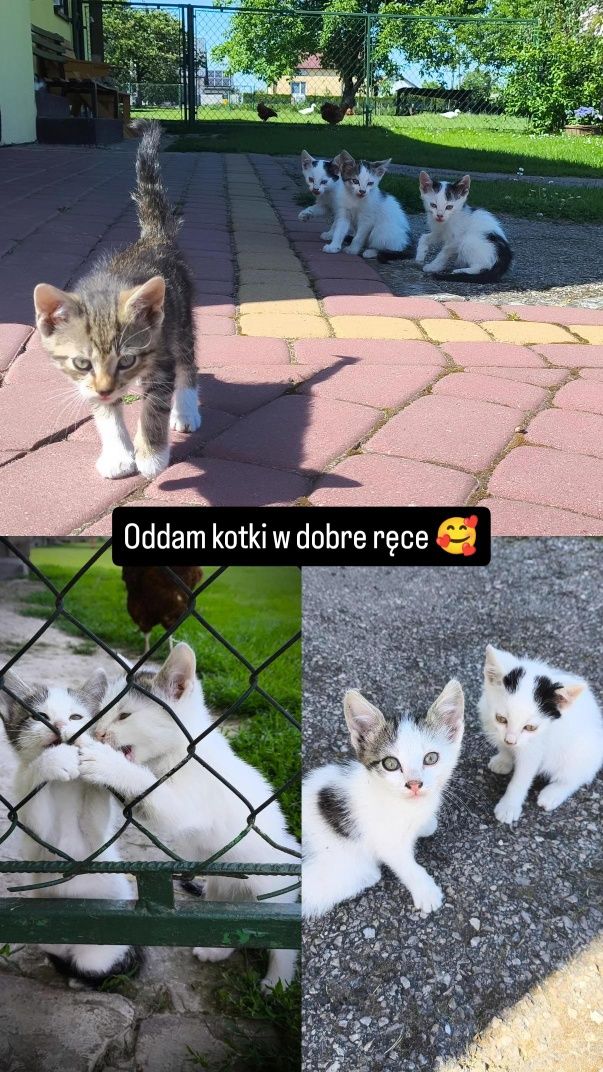 Oddam kotki w dobre ręce