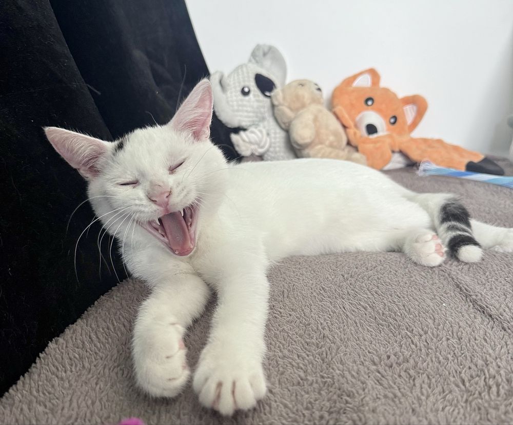 Kociak do adopcji Rafaello szuka domu