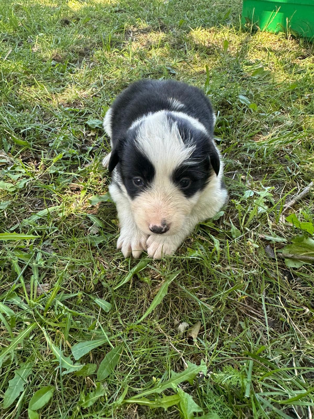 Border Collie ur. 09.06.2025 r.