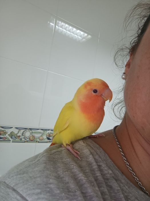 Agapórnis roseicolis, criada há mão.