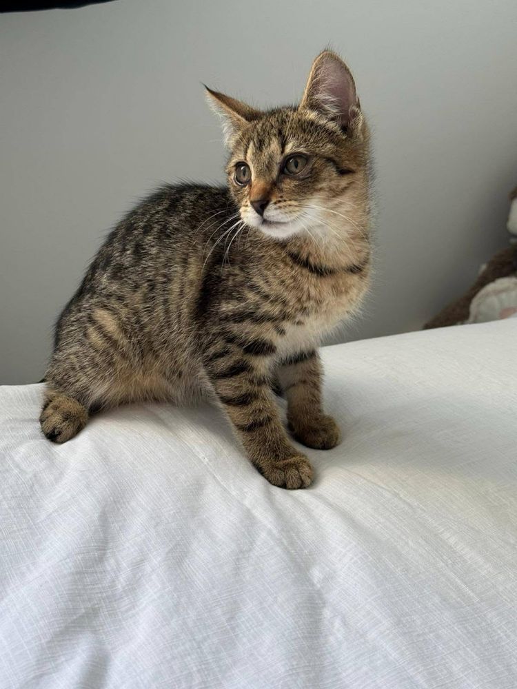 Kotki do adopcji Feniks Uno oddam za darmo