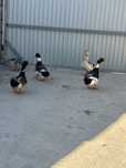 Vendo patos 8 meses