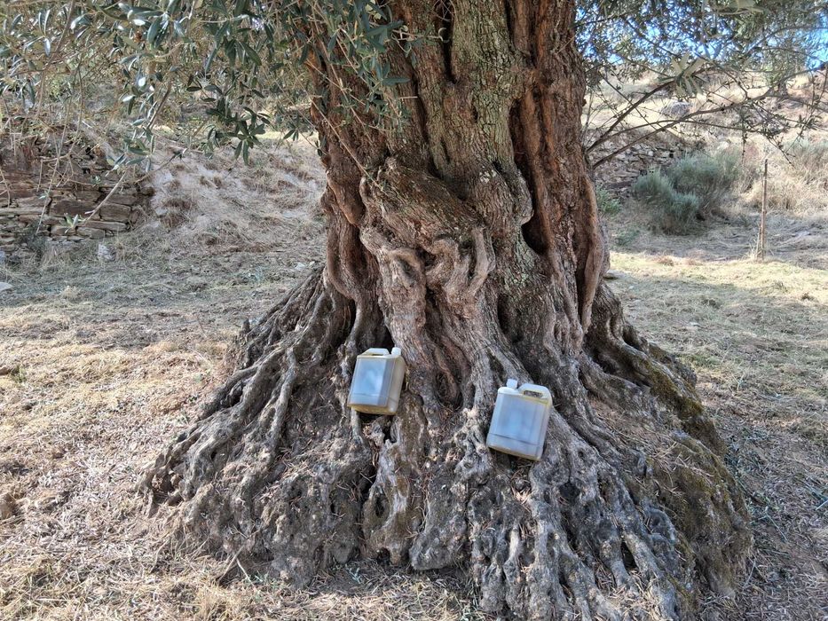 Azeite em modo produção biológica