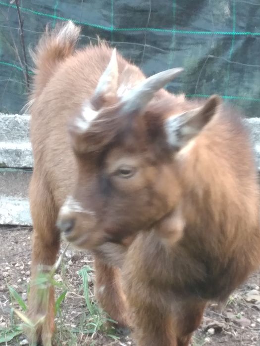 Cabras Anãs - Macho 6 meses