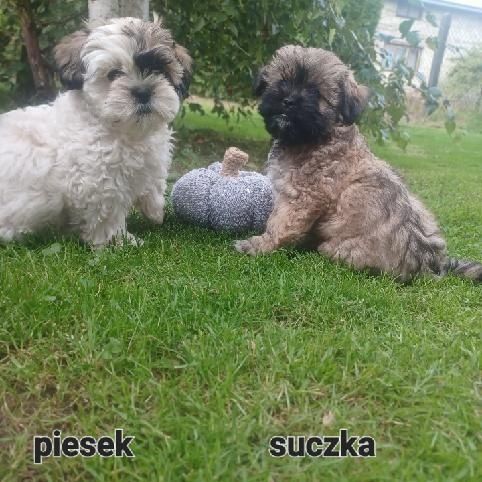 Sprzedam suczkę shihtzu.