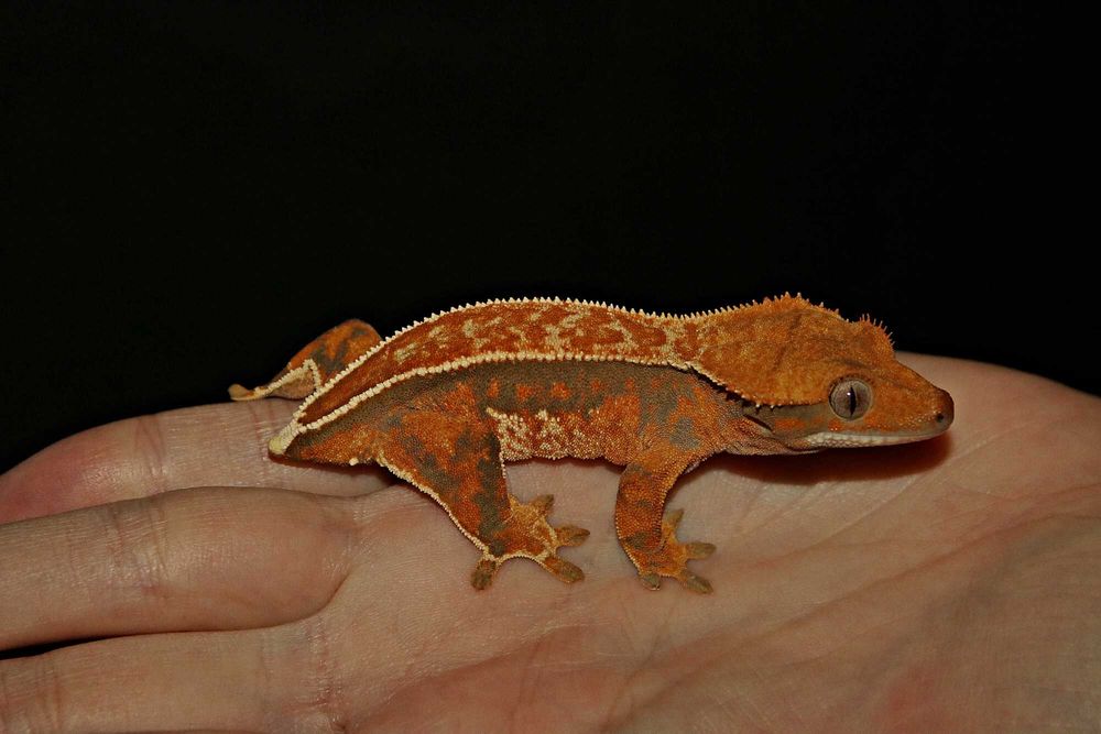 Gekon orzęsiony Full Pinstripe Samica