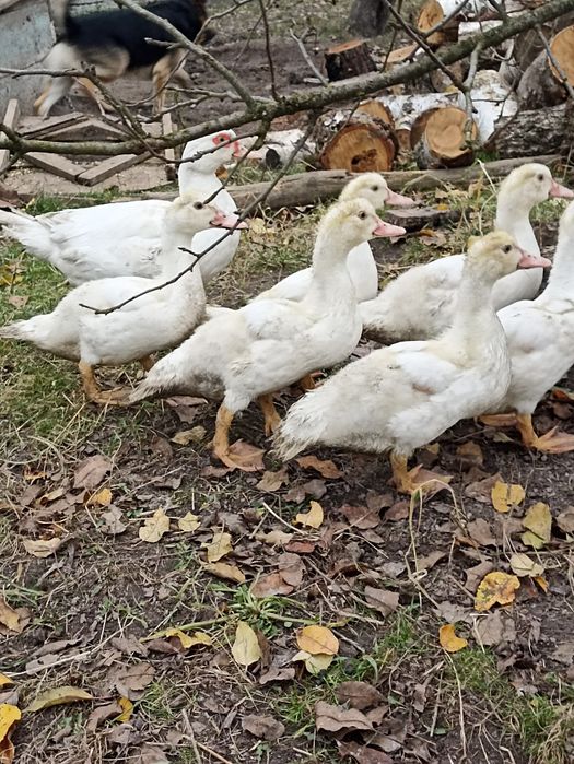 Продам індокаченят