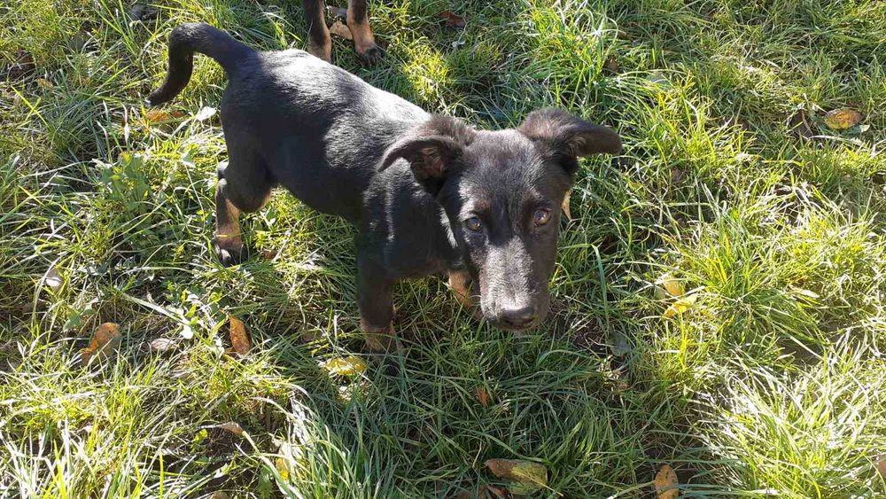 Собаки німецька вівчарка