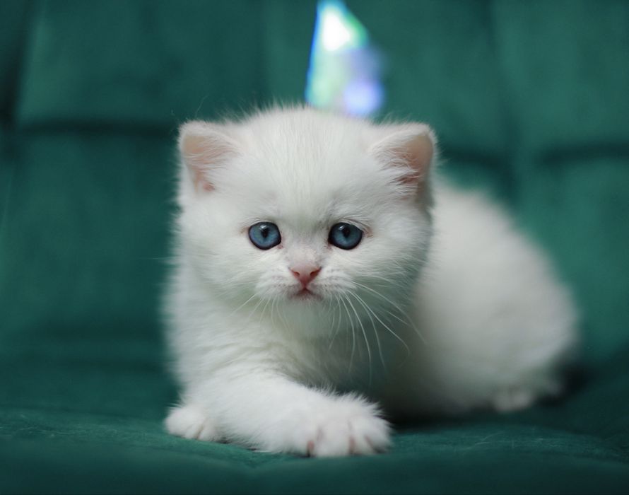 Oferujemy  czystego brytyjskiego kociaka o rzadkim kolorze