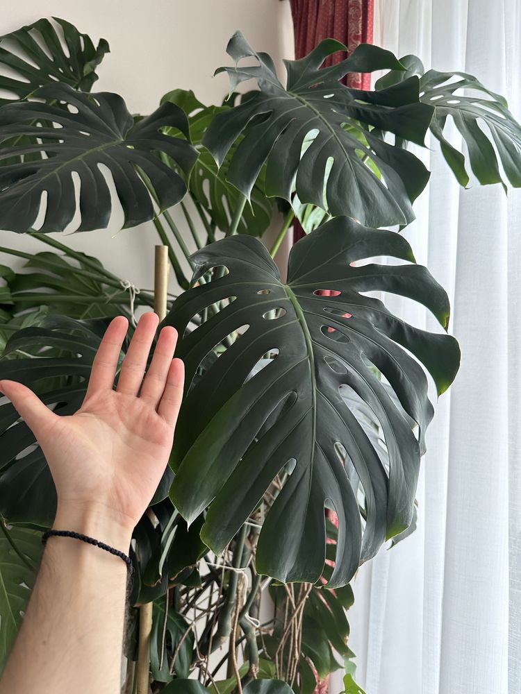 Bardzo duża monstera deliciosa XXL - 2,5 metry wysok