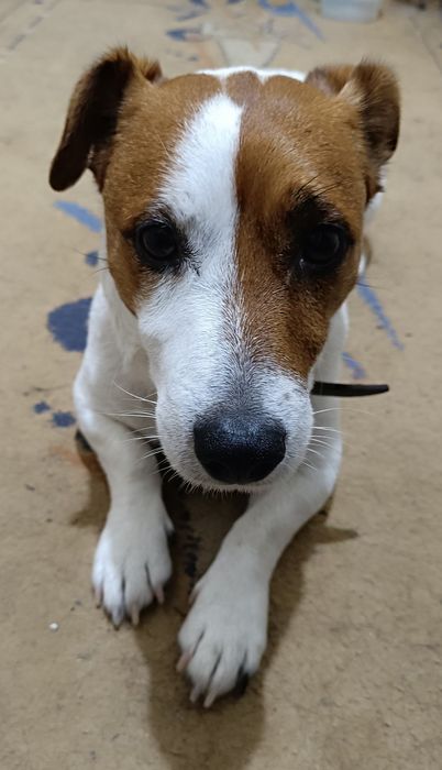 Потерялся пёс, ищу хозяина