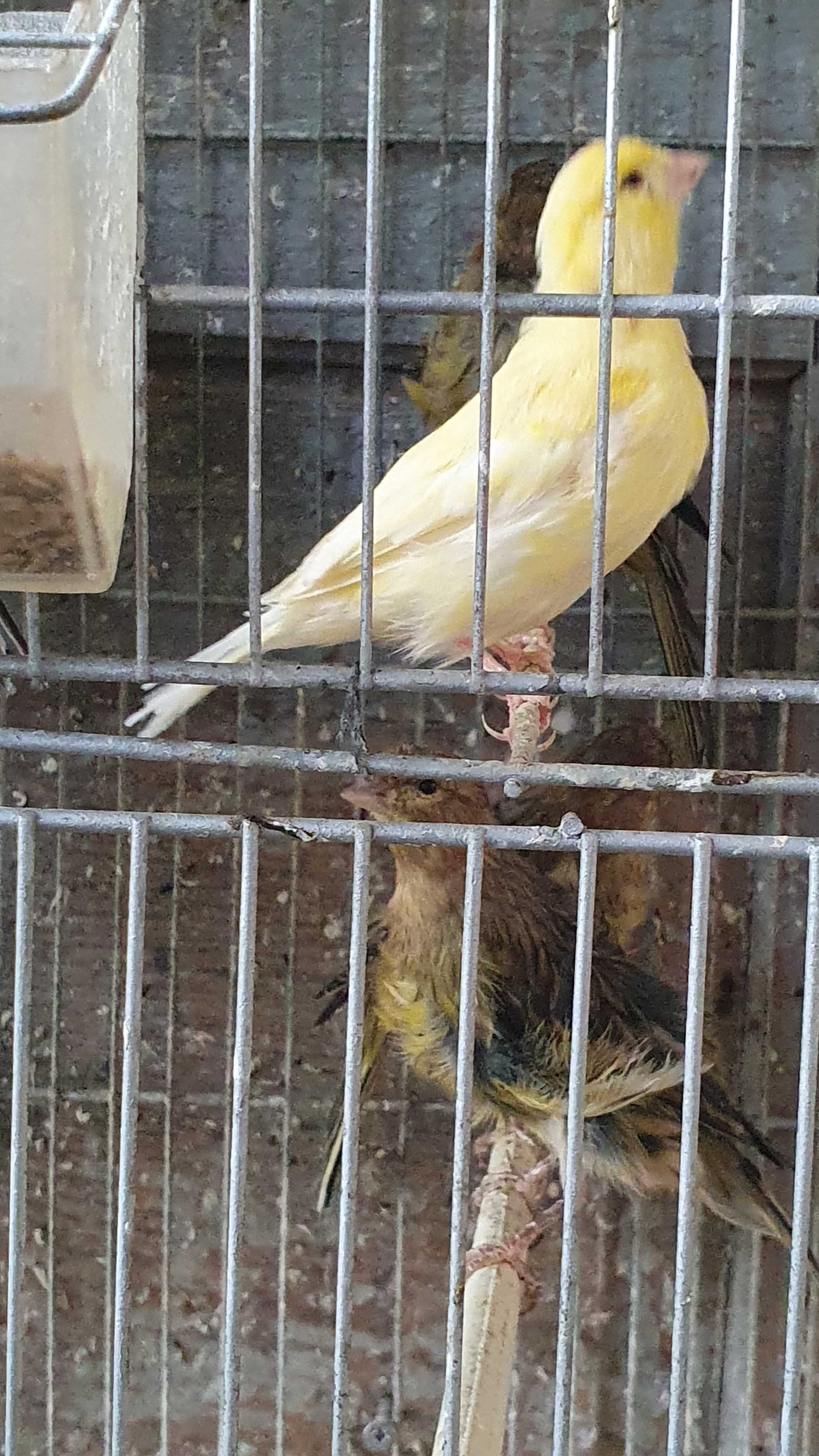 Canários varias raças