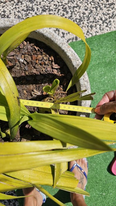 Vaso em pedra de jardim