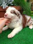 Border collie szczeniak Red Merle, niebieskie oczy