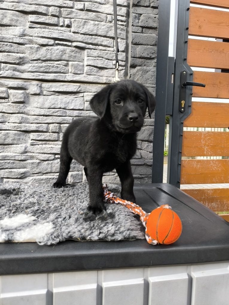Labrador Retriever czarny Sid gotowy do odbioru