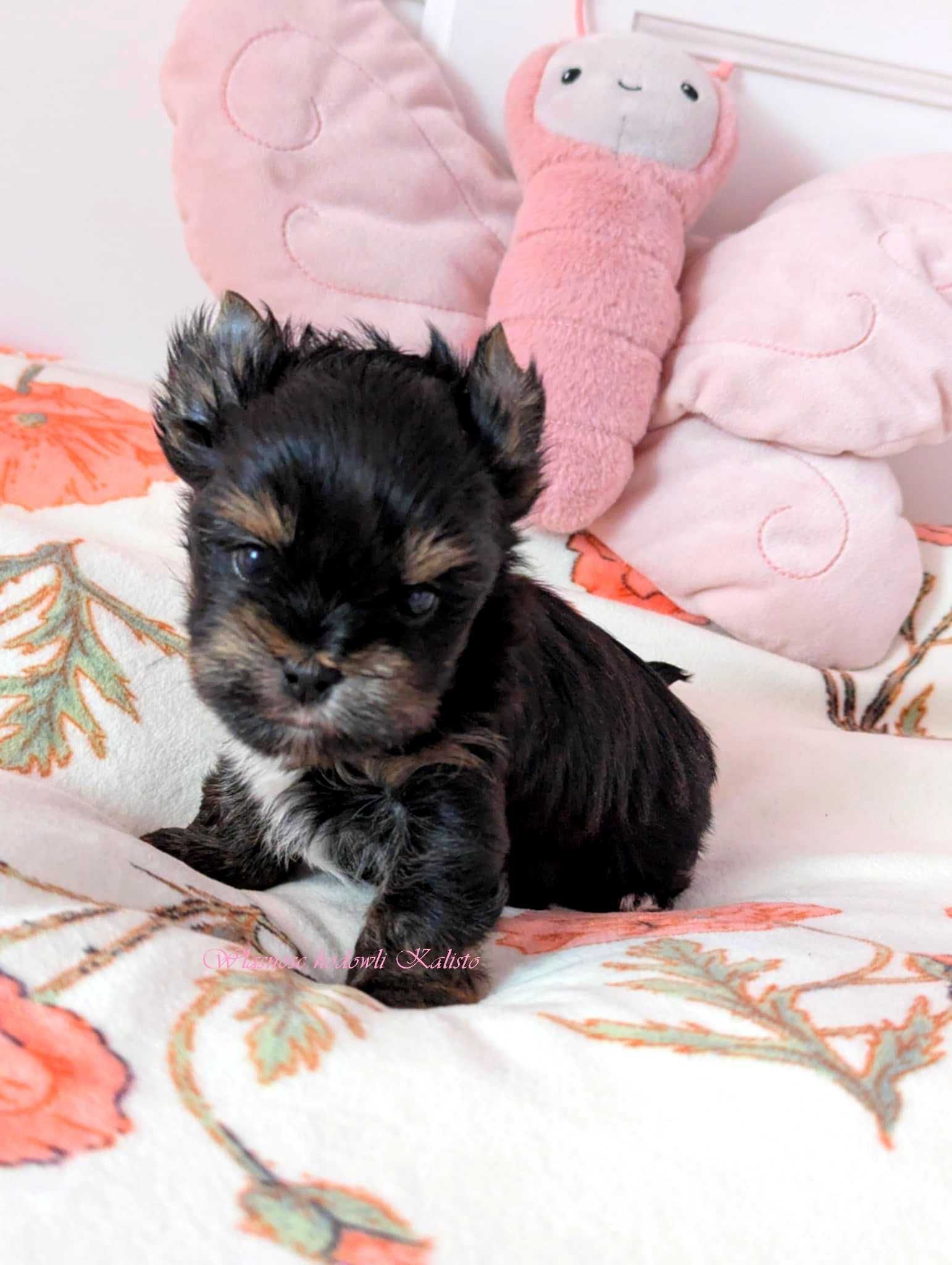 Yorkshire Terrier  Sunia S