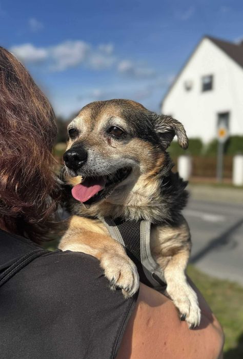 Nieduży dorosły piesek do adopcji.