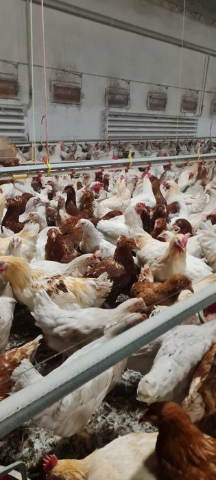 Kury nioski Leghorn Messa Rossa od 8 do 26 tyg! Zapraszamy !!