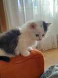 Отдам котят в хорошие руки
