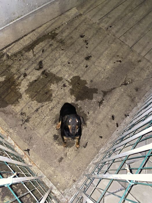 Ягдтерʼєр злучка вязка є хороший самець та самка.