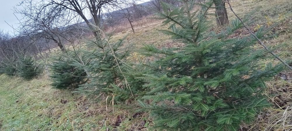 Продам живу ялинку від 1,5 метри