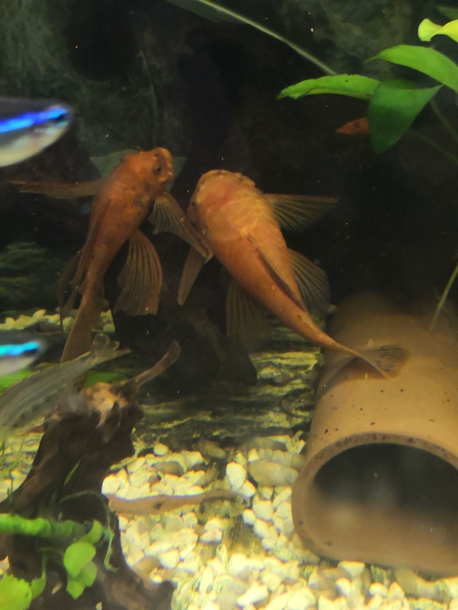 Glonojad/Zbrojnik RED samice