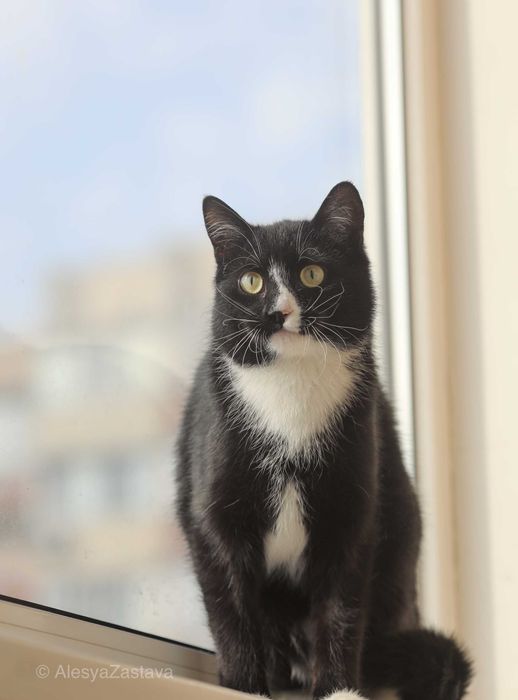 Котик Мартин шукає дім