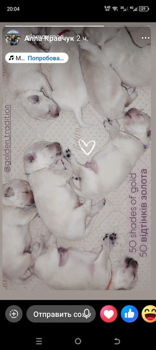 Золотистий ретривер