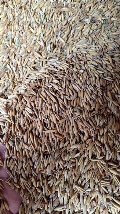 Sprzedam mieszanke zbożowa Plus pszenżyto