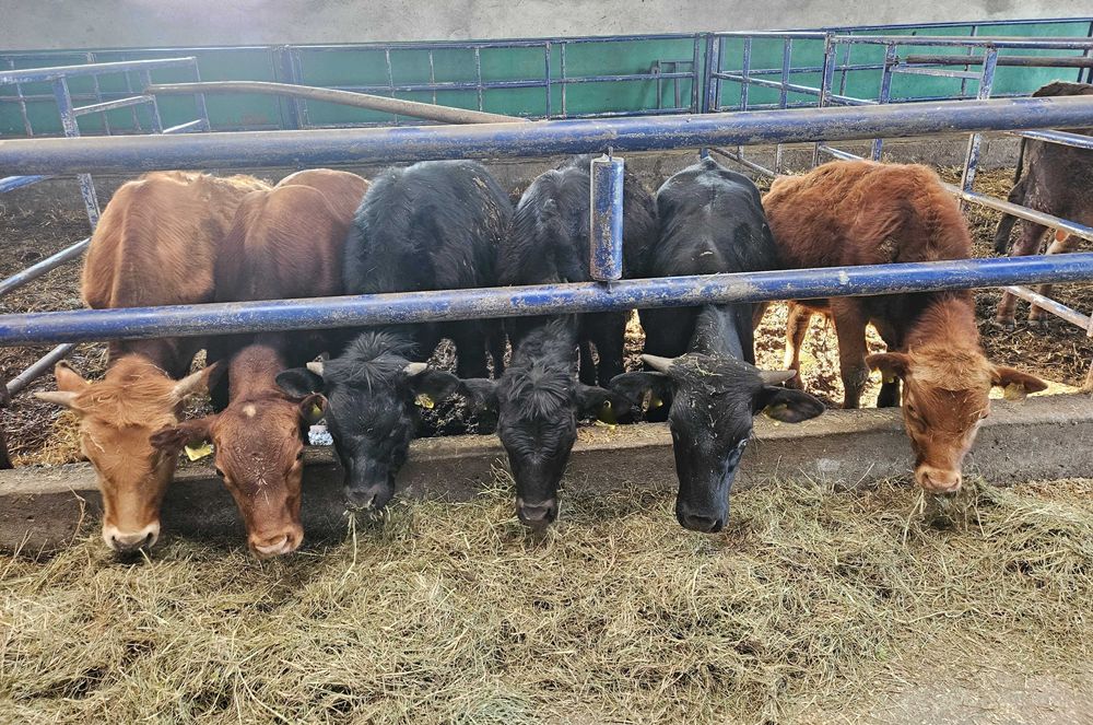 byczki byki odsadki mięsne krzyżówki Angus Simentaler Limousin