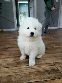 SAMOYED Gotowy do odbioru