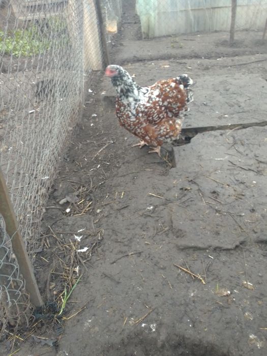 Продам сім'ю курей орпінгтон