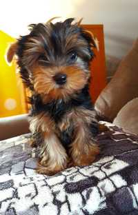 Yorkshire terrier