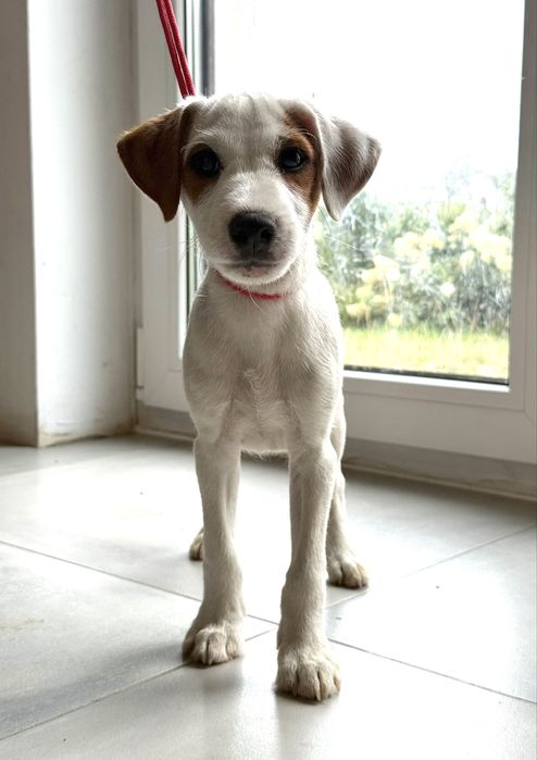 Parson Russell Terrier Rodzice FCI gotowy do odbioru