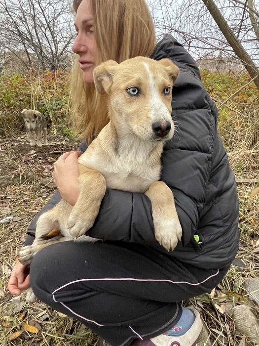 Щенята в добрі руки