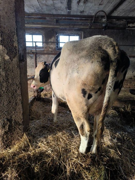 Sprzedaż jałówki wysokocielnej