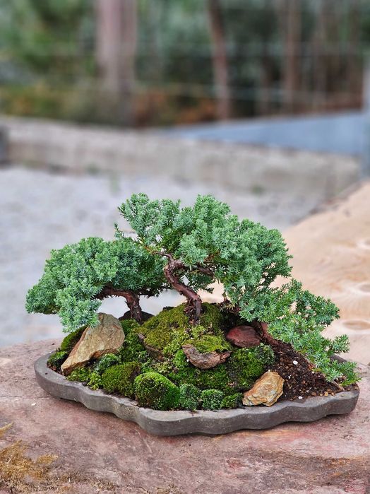 Bonsai juniperus procumbens