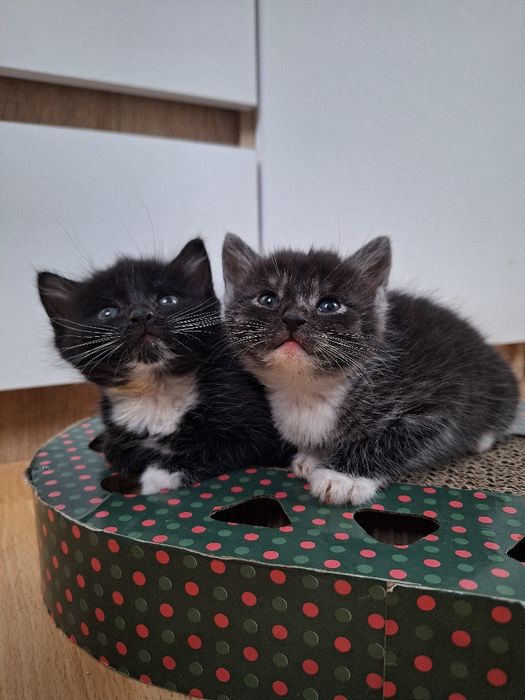 Kocięta do adopcji