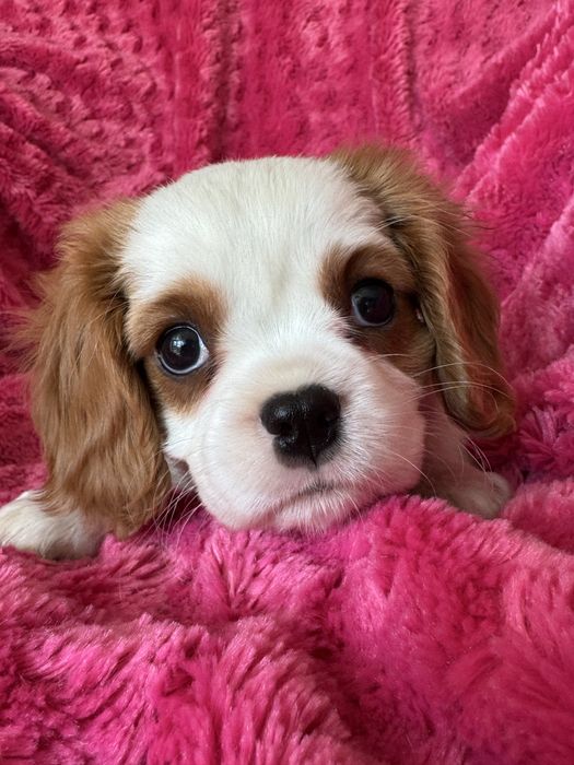 Piesek- Cavalier  King Charles Spaniel