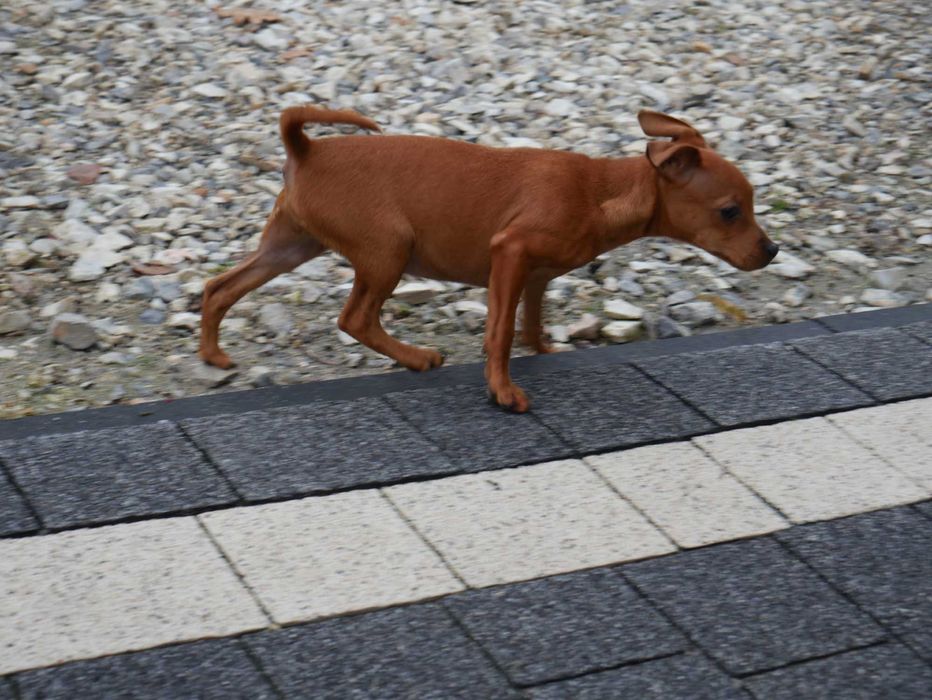 Pinczer Miniaturowy- NIE RATLEREK