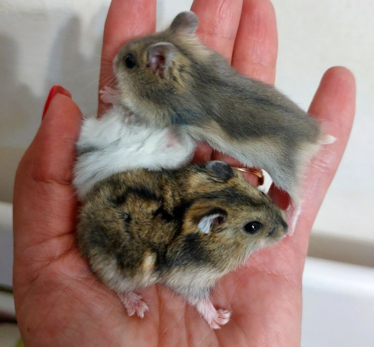 Джунгарські  хом'ячки