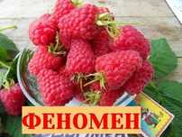 Малина  Феномен сорт бомба Дешево ))