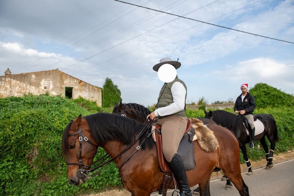 Cavalo Cruzado Lusitano