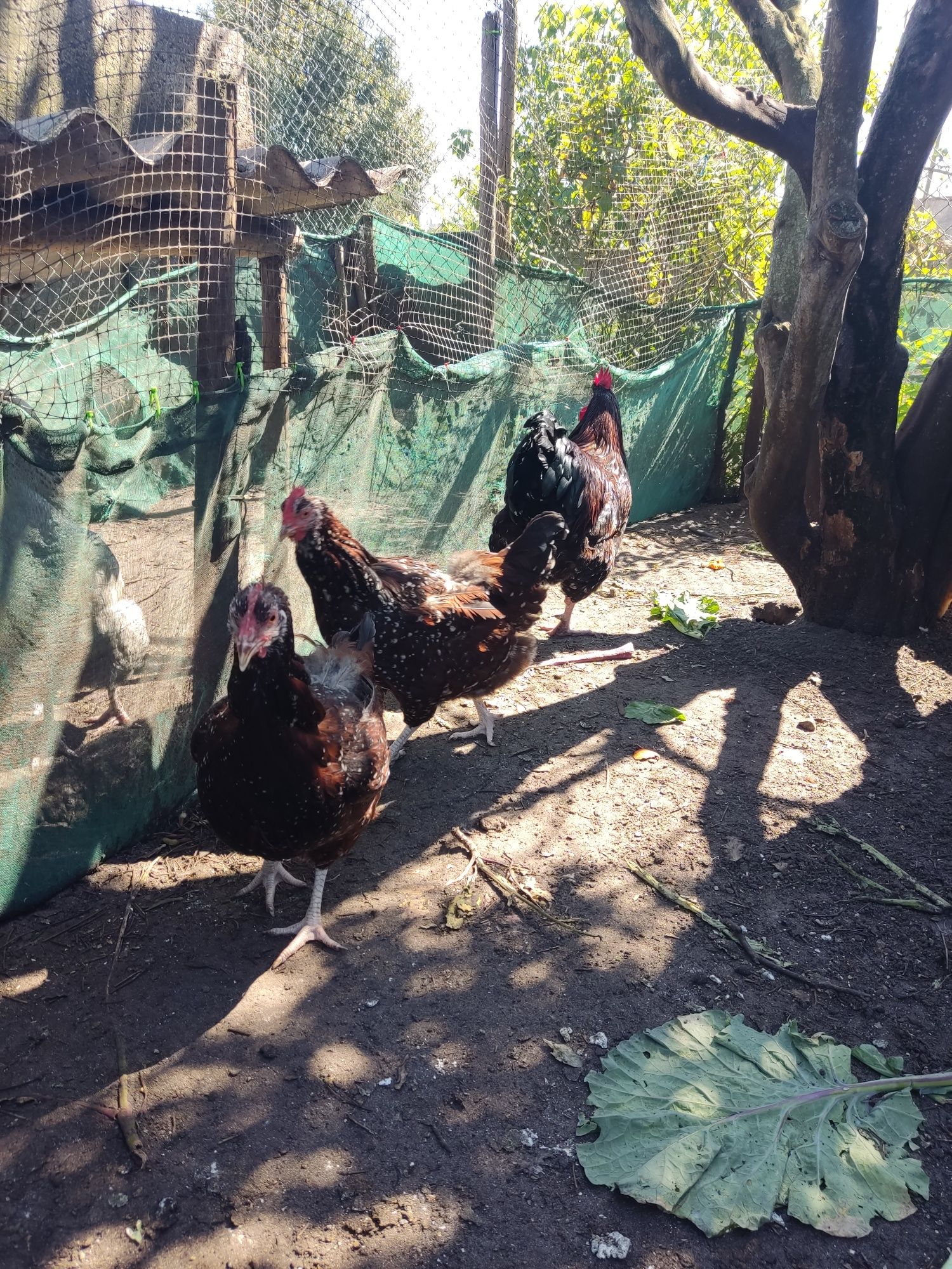 Vendem-se ovos de galinha, várias raças.