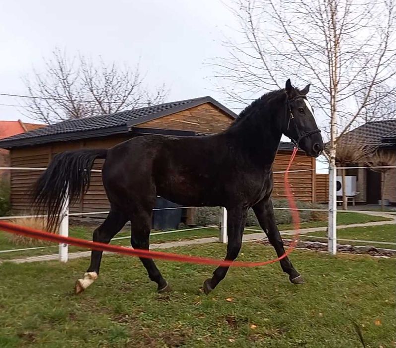 Klacz śląska 2,5 roku