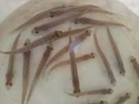 Sandacz narybek.